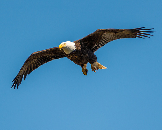 719 Freedom