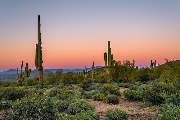 1100 Sonoran Desert Sunset
