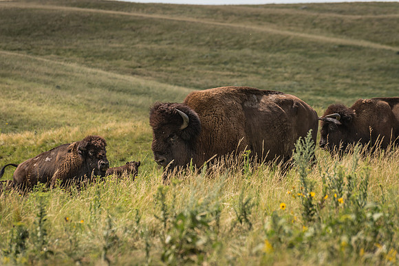 North Dakota Roaming Bison