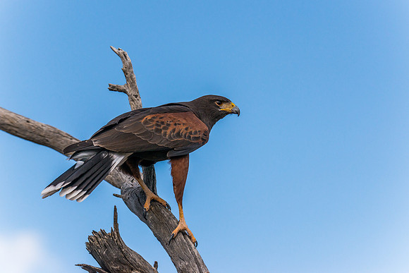 703 Harris Hawk