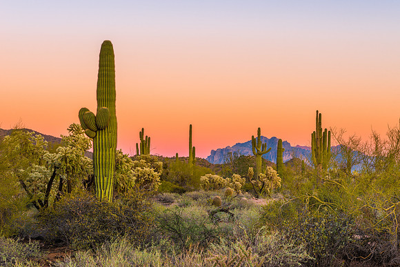 1115 Day's End on the Desert