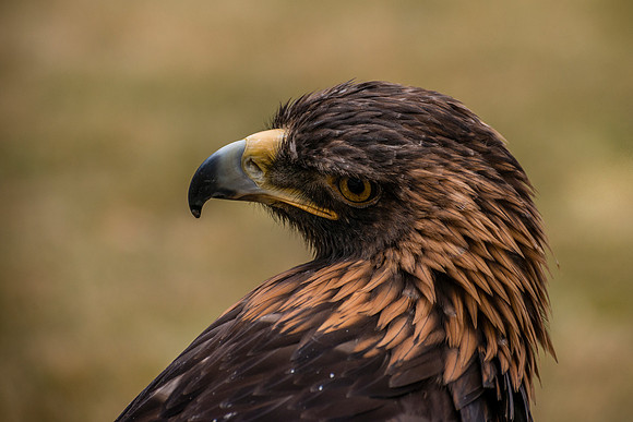 Female Golden Eagle by Wildlife Photographer William Dziuk
