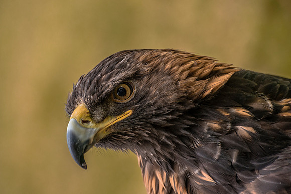 Female Golden Eagle by Wildlife Photographer William Dziuk