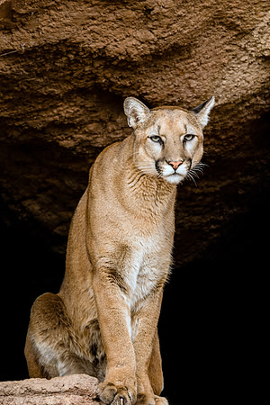 704 Mountain Lion (Cougar)