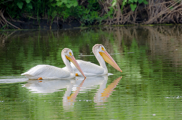 Pelican Love Story by Wildlife Photographer William Dziuk
