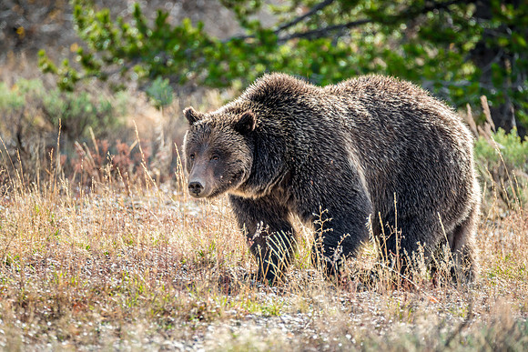 728 Teton Grizzly Strolling (Her ID number is 399)